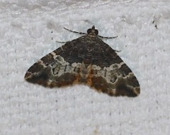 Chrysolarentia phaedra