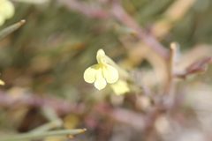 Odontites longiflorus