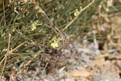 Odontites longiflorus