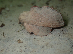 Phyllodesma suberifolia