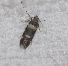 Macrobathra alternatella