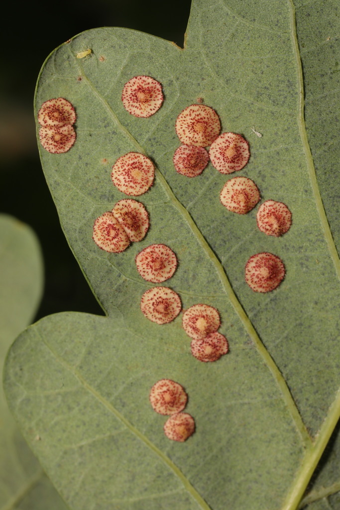 Common Spangle Causer