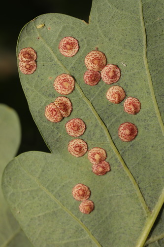 Common Spangle Gall Wasp