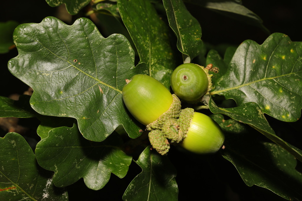 Quercus petraea — an easy houseplant, prefers full sun light