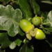 Quercus petraea - Photo no hay derechos reservados, subido por Stephen James McWilliam