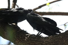 Corvus rhipidurus