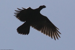 Corvus crassirostris