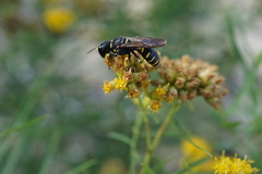Ectemnius arcuatus