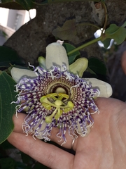 Passiflora actinia