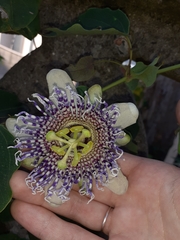 Passiflora actinia