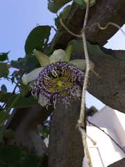 Passiflora actinia