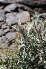 Eryngium glaciale