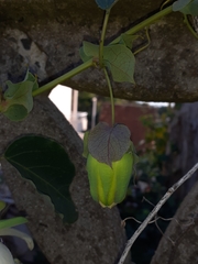 Passiflora actinia