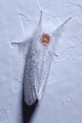 Lepidoptera