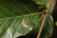 Stigmella hemargyrella