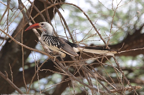 Northern Red-billed Hornbill