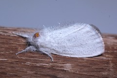 Lepidoptera