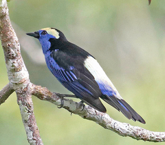 Opal-Crowned Tanager photo 2