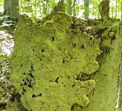 Inonotus glomeratus