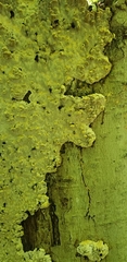 Inonotus glomeratus