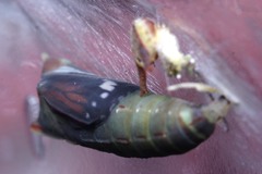 Elymnias hypermnestra