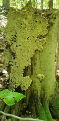 Inonotus glomeratus
