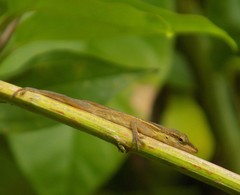 Anolis sericeus