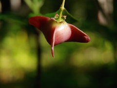 Euonymus miniata