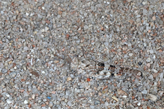 Sphingonotus corsicus