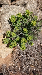 Euphorbia serrata