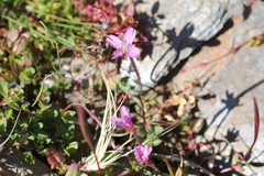Epilobium alsinifolium