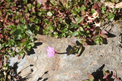 Epilobium alsinifolium
