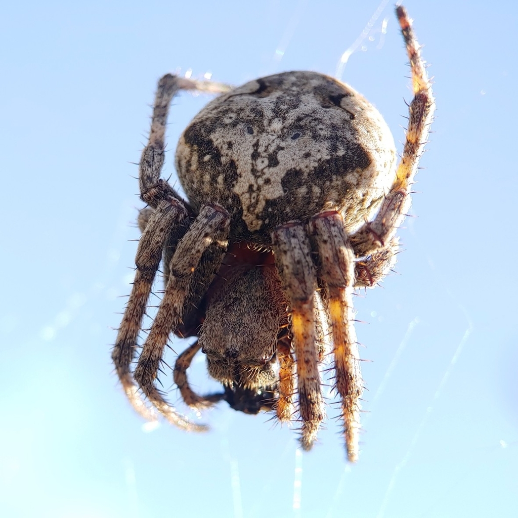 Angular Orbweaver from Сахалинская обл., Россия, 693023 on September 3 ...