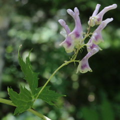 Aconitum orientale