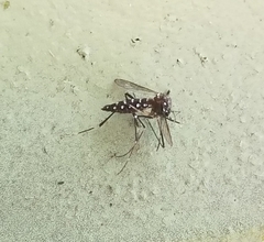 Stegomyia