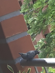 Thraupis palmarum