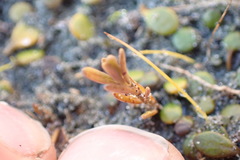 Coprosma acerosa