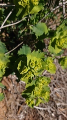 Euphorbia serrata