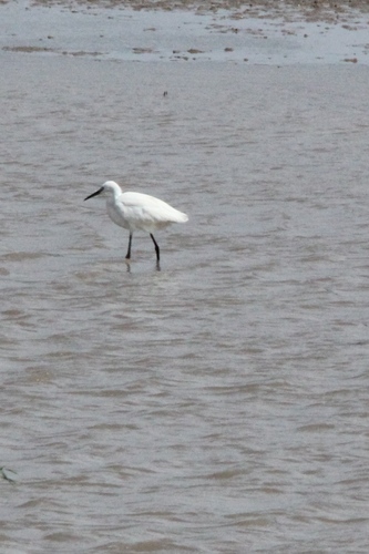 Western Little Egret