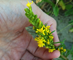 Solidago spathulata