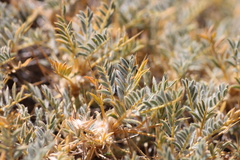 Astragalus granatensis