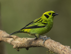 Emerald Tanager photo 1