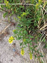 Solidago spathulata