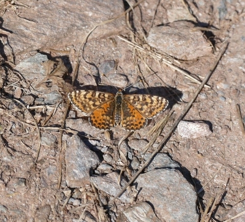 Spotted Fritillary photo 4
