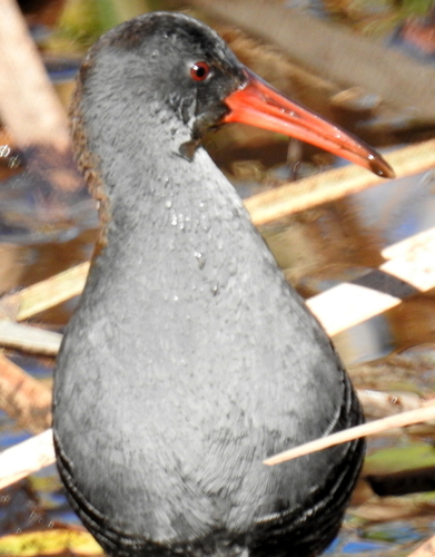 African Rail