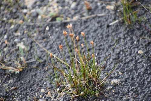 Juncus albescens (Lange) Fernald