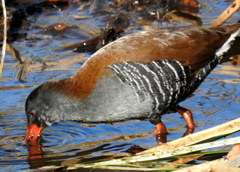 Rallus caerulescens