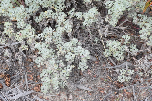 Image of Artemisia alaskana by (c) Syd Cannings, some rights reserved (CC BY)