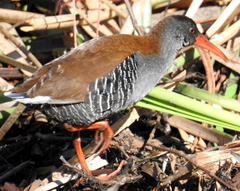 Rallus caerulescens