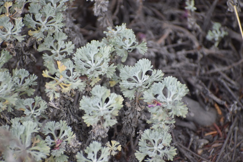Image of Artemisia alaskana by (c) Syd Cannings, some rights reserved (CC BY)